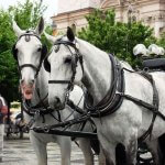 Escursione con Cavalli Cosa fare a Praga