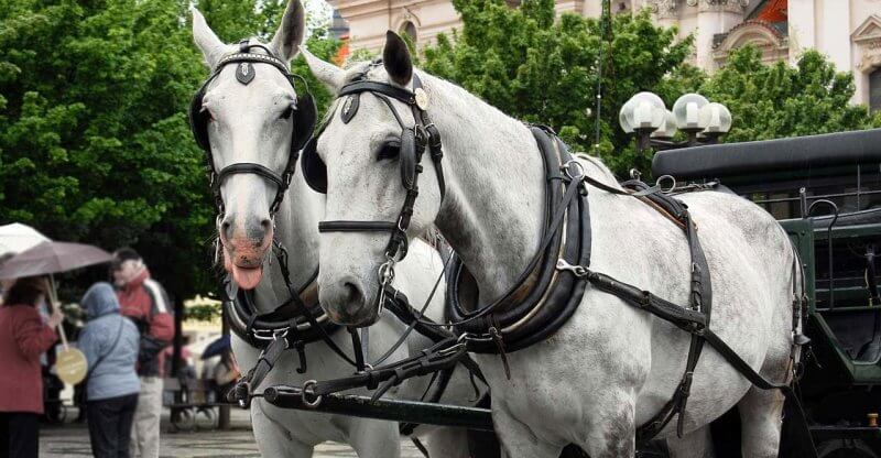 Escursione con Cavalli Cosa fare a Praga